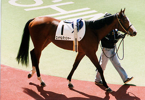 dasher01.jpg