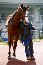 dasher02s.jpg