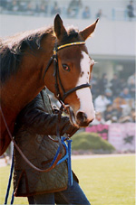 dasher03s.jpg