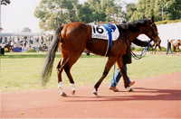 dasher04s.jpg