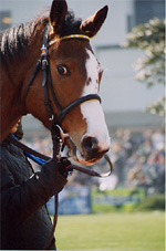 dasher05s.jpg