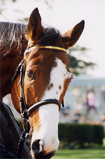 dasher06s.jpg