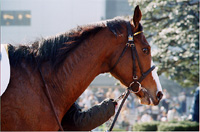 dasher08s.jpg